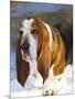 Basset Hound in Snow-Lynn M^ Stone-Mounted Photographic Print