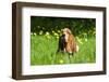 Basset Hound in Spring Grasses-Zandria Muench Beraldo-Framed Photographic Print