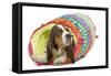 Basset Hound in Studio in Brightly Coloured Bed-null-Framed Stretched Canvas