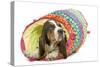 Basset Hound in Studio in Brightly Coloured Bed-null-Stretched Canvas