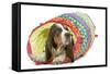 Basset Hound in Studio in Brightly Coloured Bed-null-Framed Stretched Canvas