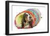 Basset Hound in Studio in Brightly Coloured Bed-null-Framed Photographic Print