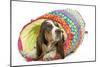 Basset Hound in Studio in Brightly Coloured Bed-null-Mounted Photographic Print