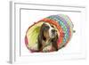 Basset Hound in Studio in Brightly Coloured Bed-null-Framed Photographic Print