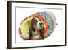 Basset Hound in Studio in Brightly Coloured Bed-null-Framed Photographic Print