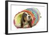 Basset Hound in Studio in Brightly Coloured Bed-null-Framed Photographic Print