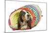 Basset Hound in Studio in Brightly Coloured Bed-null-Mounted Photographic Print