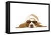 Basset Hound in Studio Wearing Sunglasses-null-Framed Stretched Canvas