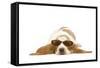 Basset Hound in Studio Wearing Sunglasses-null-Framed Stretched Canvas