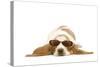 Basset Hound in Studio Wearing Sunglasses-null-Stretched Canvas