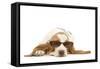 Basset Hound in Studio Wearing Sunglasses-null-Framed Stretched Canvas