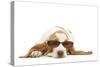 Basset Hound in Studio Wearing Sunglasses-null-Stretched Canvas