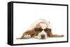 Basset Hound in Studio Wearing Sunglasses-null-Framed Stretched Canvas