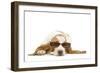 Basset Hound in Studio Wearing Sunglasses-null-Framed Photographic Print