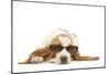 Basset Hound in Studio Wearing Sunglasses-null-Mounted Photographic Print