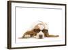 Basset Hound in Studio Wearing Sunglasses-null-Framed Photographic Print