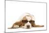 Basset Hound in Studio Wearing Sunglasses-null-Mounted Photographic Print