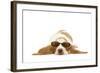 Basset Hound in Studio Wearing Sunglasses-null-Framed Photographic Print