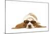 Basset Hound in Studio Wearing Sunglasses-null-Mounted Photographic Print