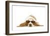 Basset Hound in Studio Wearing Sunglasses-null-Framed Photographic Print