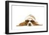 Basset Hound in Studio Wearing Sunglasses-null-Framed Photographic Print