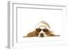 Basset Hound in Studio Wearing Sunglasses-null-Framed Photographic Print