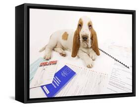 Basset Hound in Studio with Documentation-null-Framed Stretched Canvas