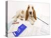 Basset Hound in Studio with Documentation-null-Stretched Canvas