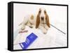 Basset Hound in Studio with Documentation-null-Framed Stretched Canvas