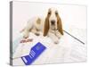 Basset Hound in Studio with Documentation-null-Stretched Canvas