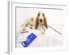 Basset Hound in Studio with Documentation-null-Framed Photographic Print