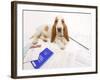 Basset Hound in Studio with Documentation-null-Framed Photographic Print