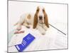 Basset Hound in Studio with Documentation-null-Mounted Photographic Print