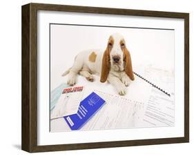Basset Hound in Studio with Documentation-null-Framed Photographic Print