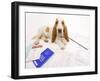 Basset Hound in Studio with Documentation-null-Framed Photographic Print