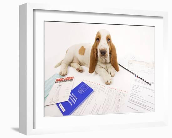 Basset Hound in Studio with Documentation-null-Framed Photographic Print