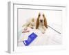 Basset Hound in Studio with Documentation-null-Framed Photographic Print