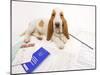 Basset Hound in Studio with Documentation-null-Mounted Photographic Print