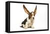 Basset Hound in Studio with Ears Up-null-Framed Stretched Canvas