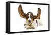 Basset Hound in Studio with Ears Up-null-Framed Stretched Canvas