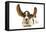 Basset Hound in Studio with Ears Up-null-Framed Stretched Canvas