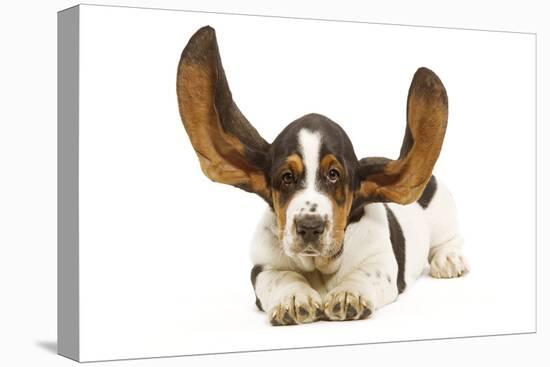 Basset Hound in Studio with Ears Up-null-Stretched Canvas