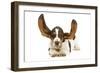 Basset Hound in Studio with Ears Up-null-Framed Photographic Print