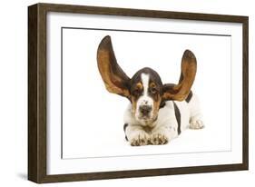 Basset Hound in Studio with Ears Up-null-Framed Photographic Print