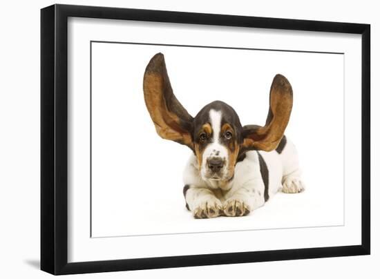 Basset Hound in Studio with Ears Up-null-Framed Photographic Print
