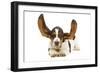 Basset Hound in Studio with Ears Up-null-Framed Photographic Print