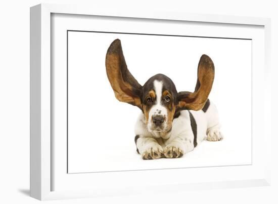 Basset Hound in Studio with Ears Up-null-Framed Photographic Print