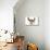 Basset Hound in Studio with Ears Up-null-Mounted Photographic Print displayed on a wall