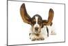 Basset Hound in Studio with Ears Up-null-Mounted Photographic Print