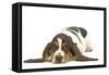 Basset Hound in Studio-null-Framed Stretched Canvas